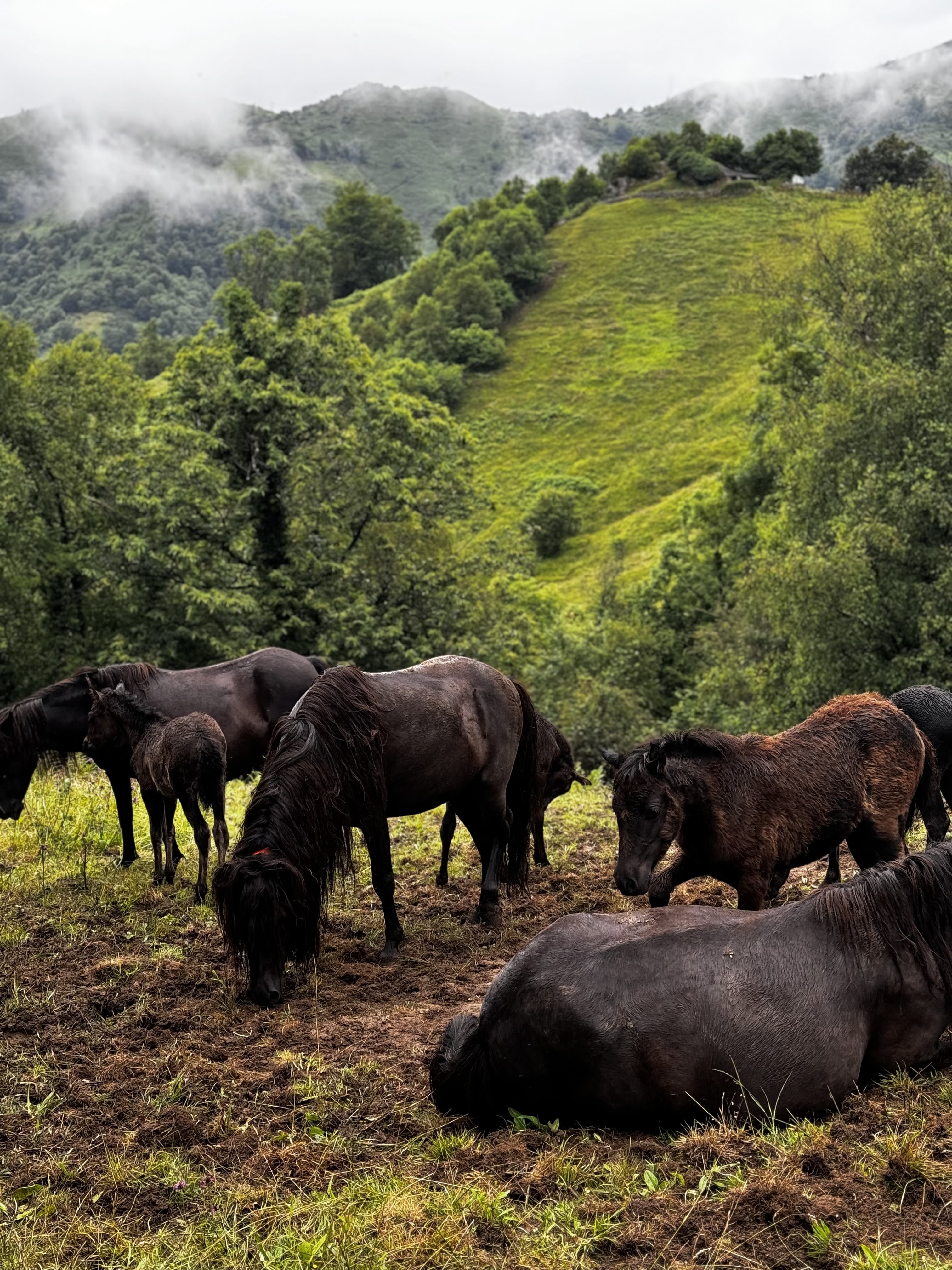 Marit en su visita a Asturias con asturcones