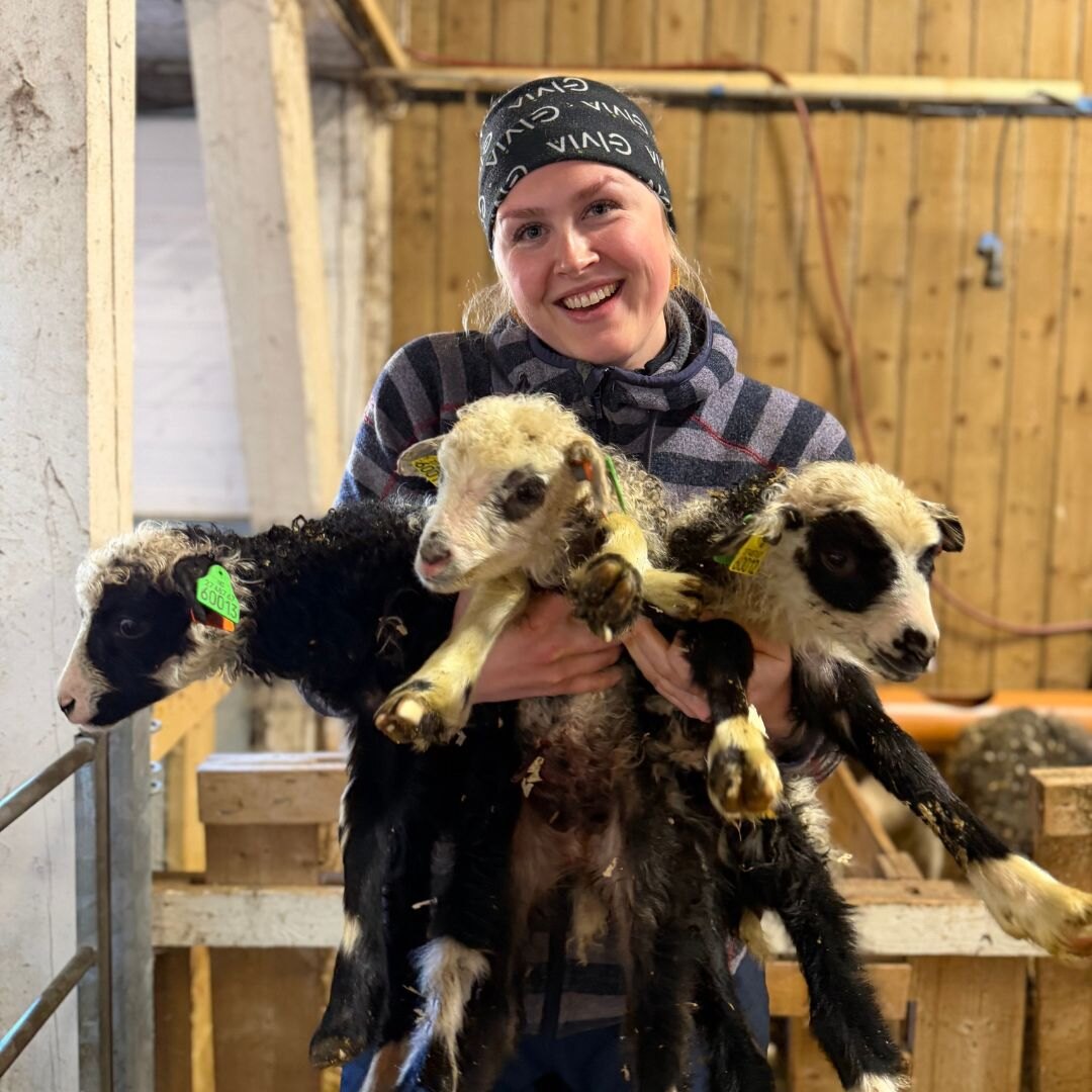 Ingrid Grue Juveli med tre lam i fjøset