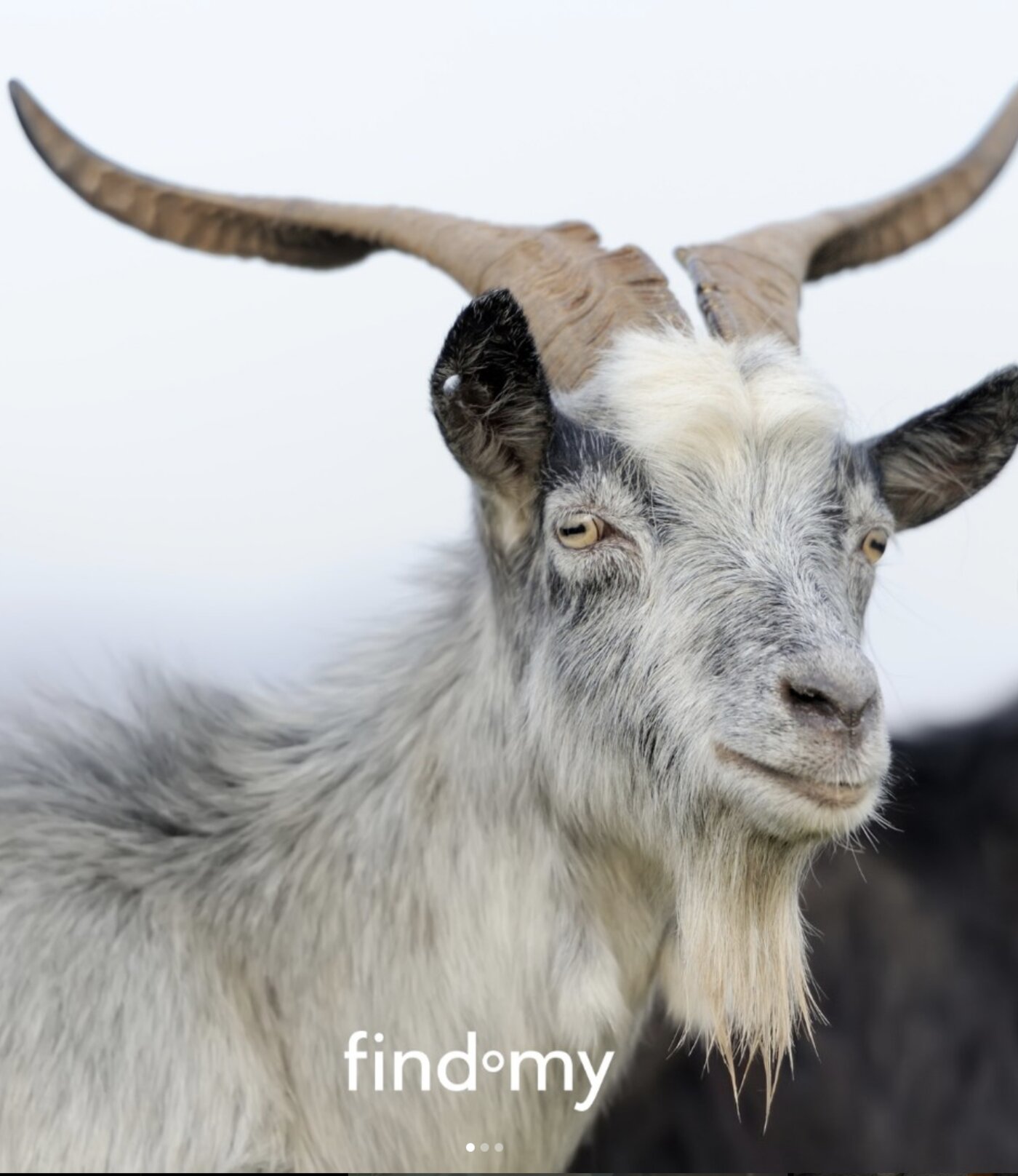 Goat with e-bell on the rangeland