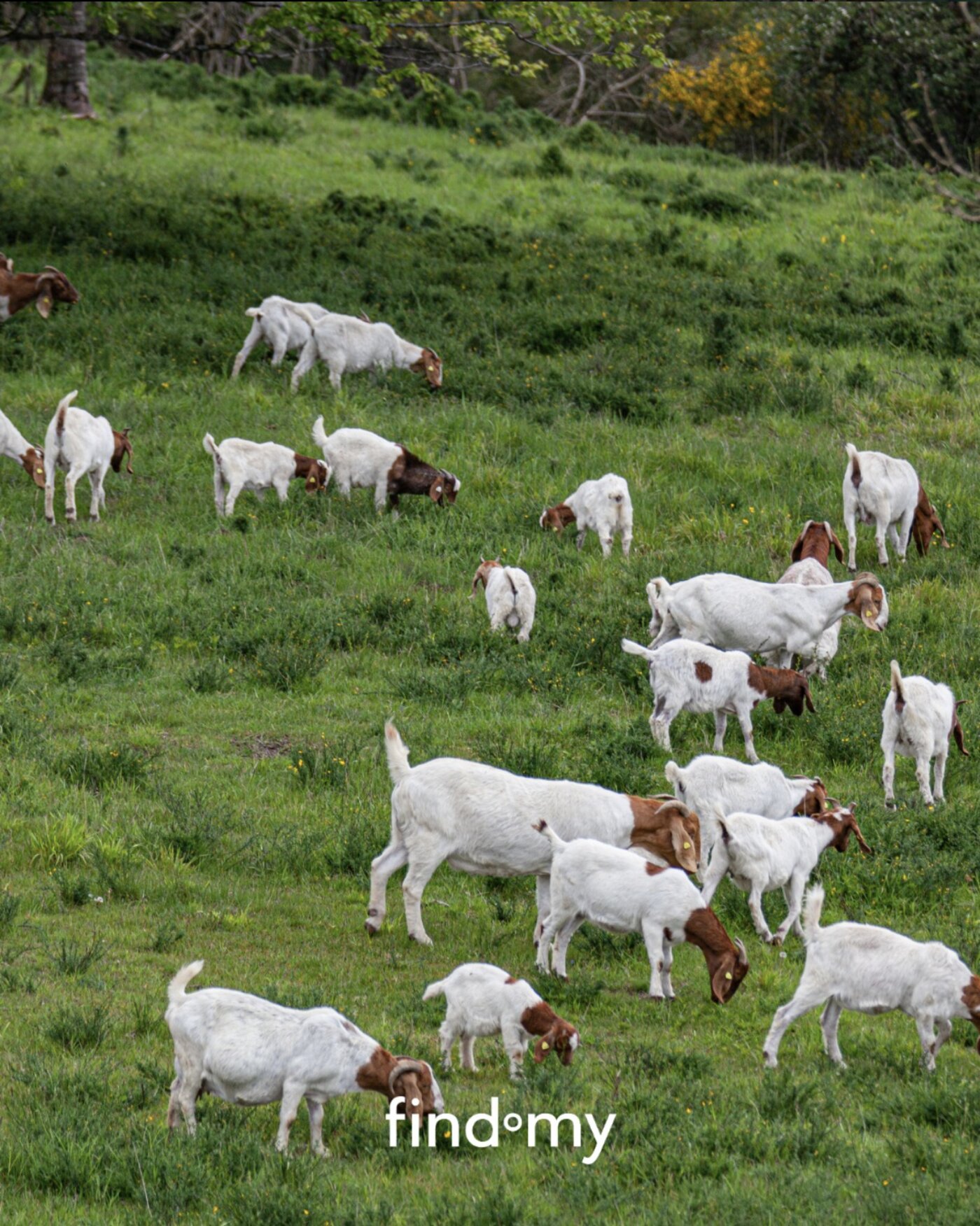 Goats grazing on sloping rangeland