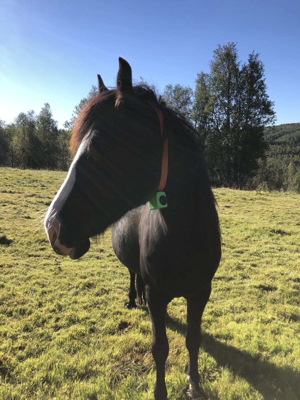 Horse with e-bell in mane on pasture