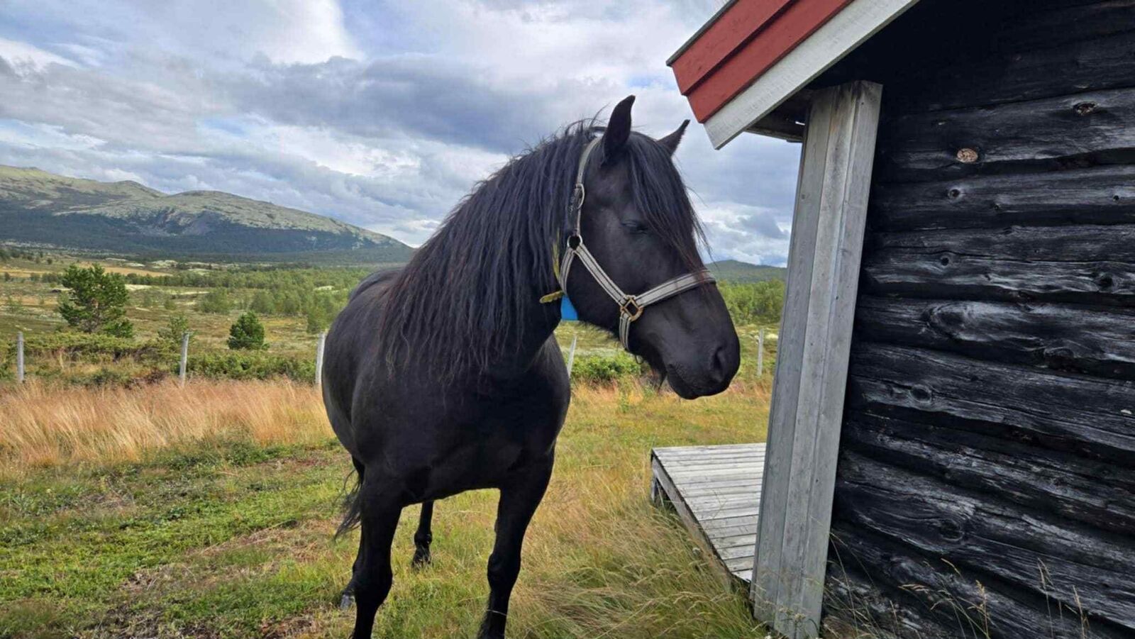 Horse by the summer farm cabin on mountain pasture