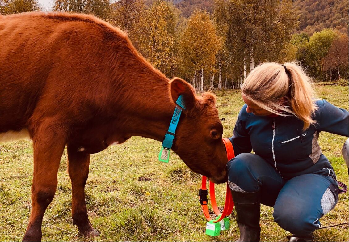 Farmer with heifer wearing an e-Bell on its collar