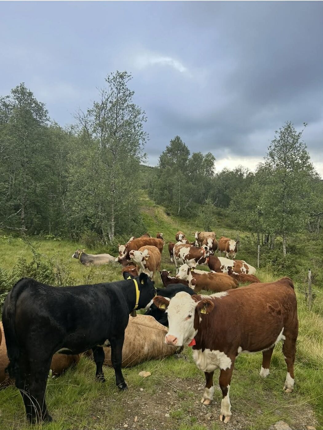 Herd of cattle in birch forest on rangeland pasture