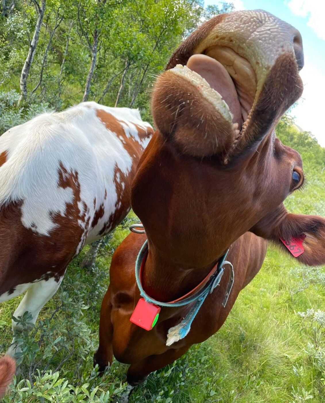 Curious cow with red e-Bell on its collar