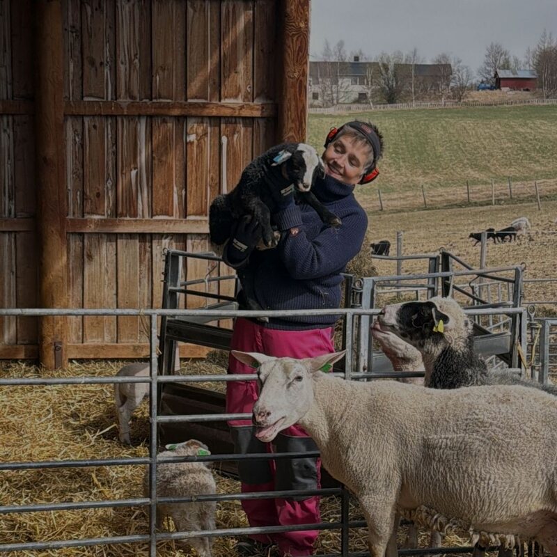 Mali Hauen med lam i fjøset på Alvdal