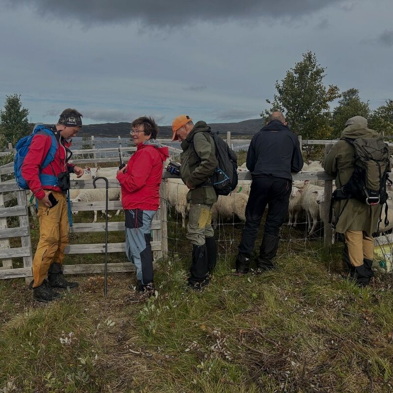 Sankelag ved samlekve på Kvikne