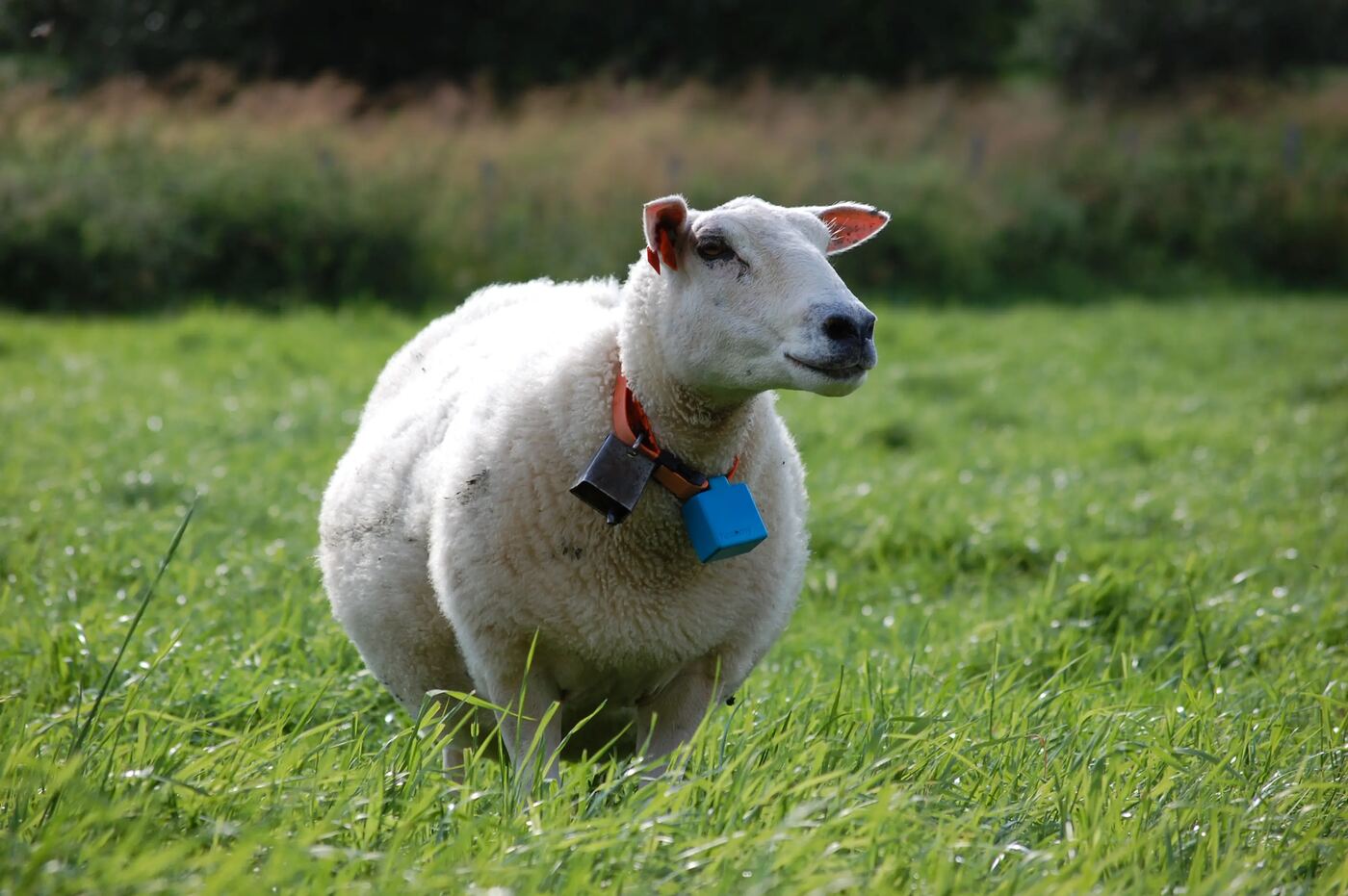 Sheep with blue e-Bell on pasture