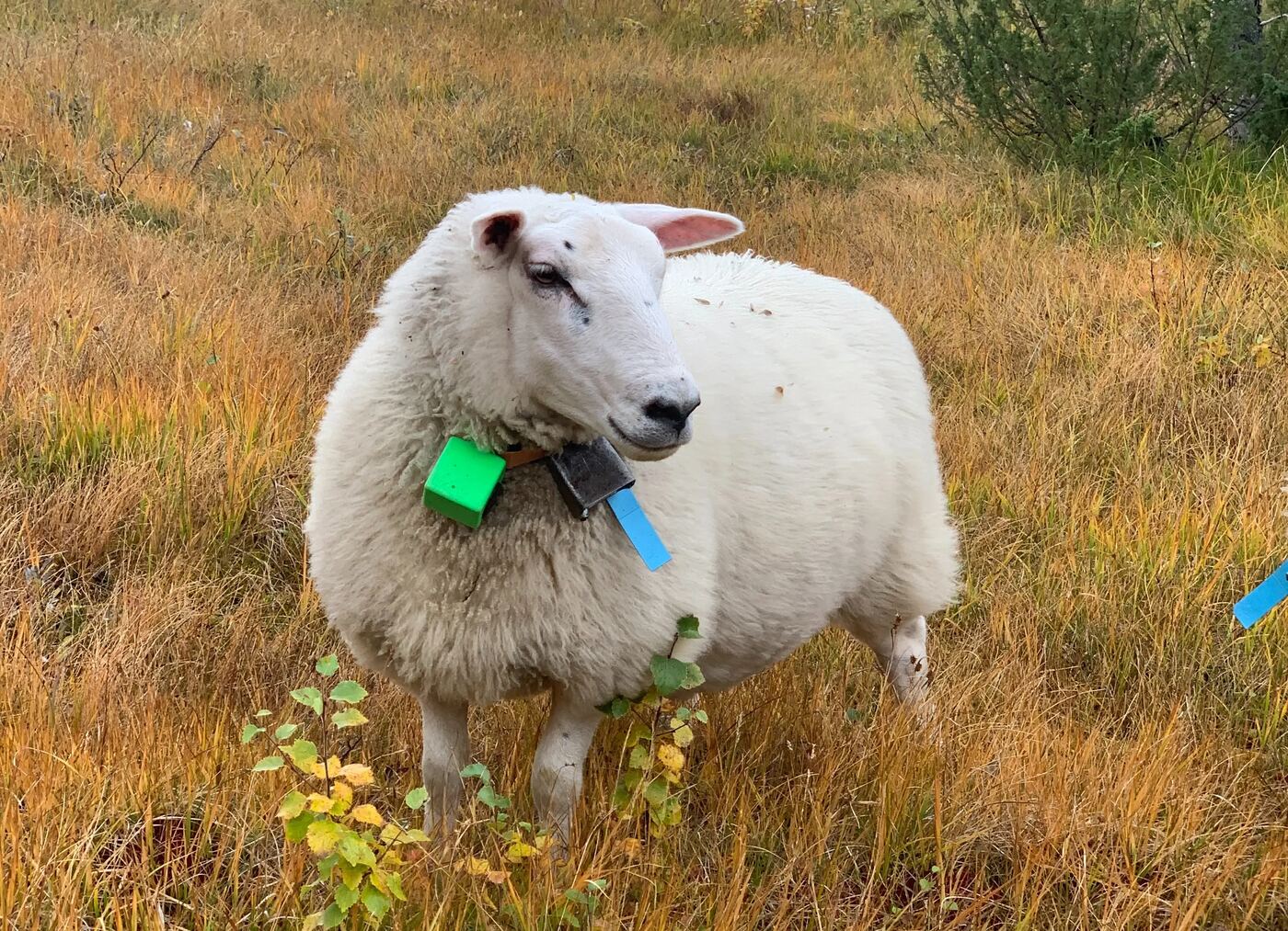 Sheep with green e-bell on remote pasture