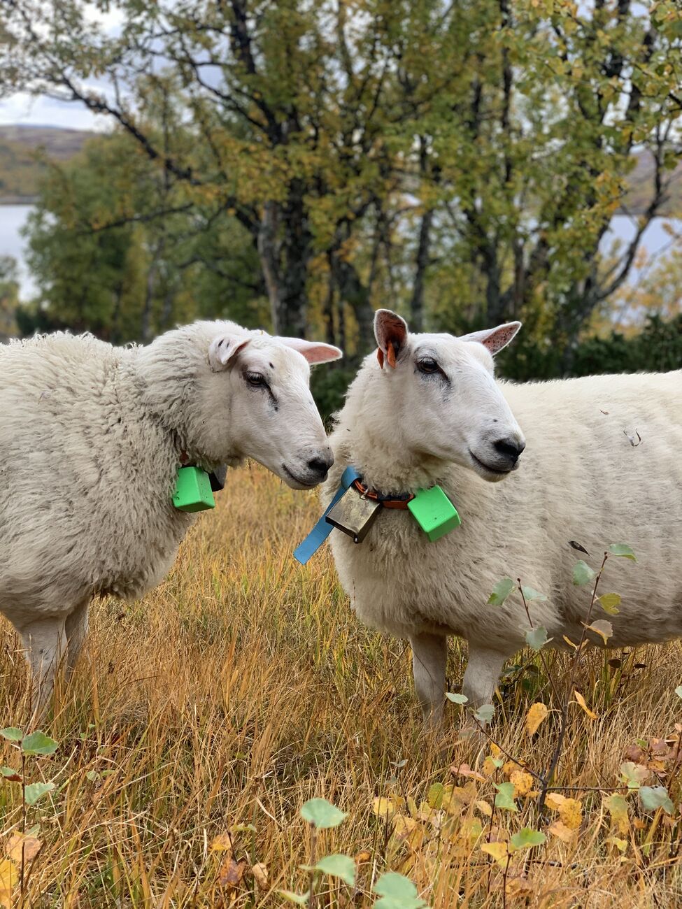 Two sheep with green e-bells