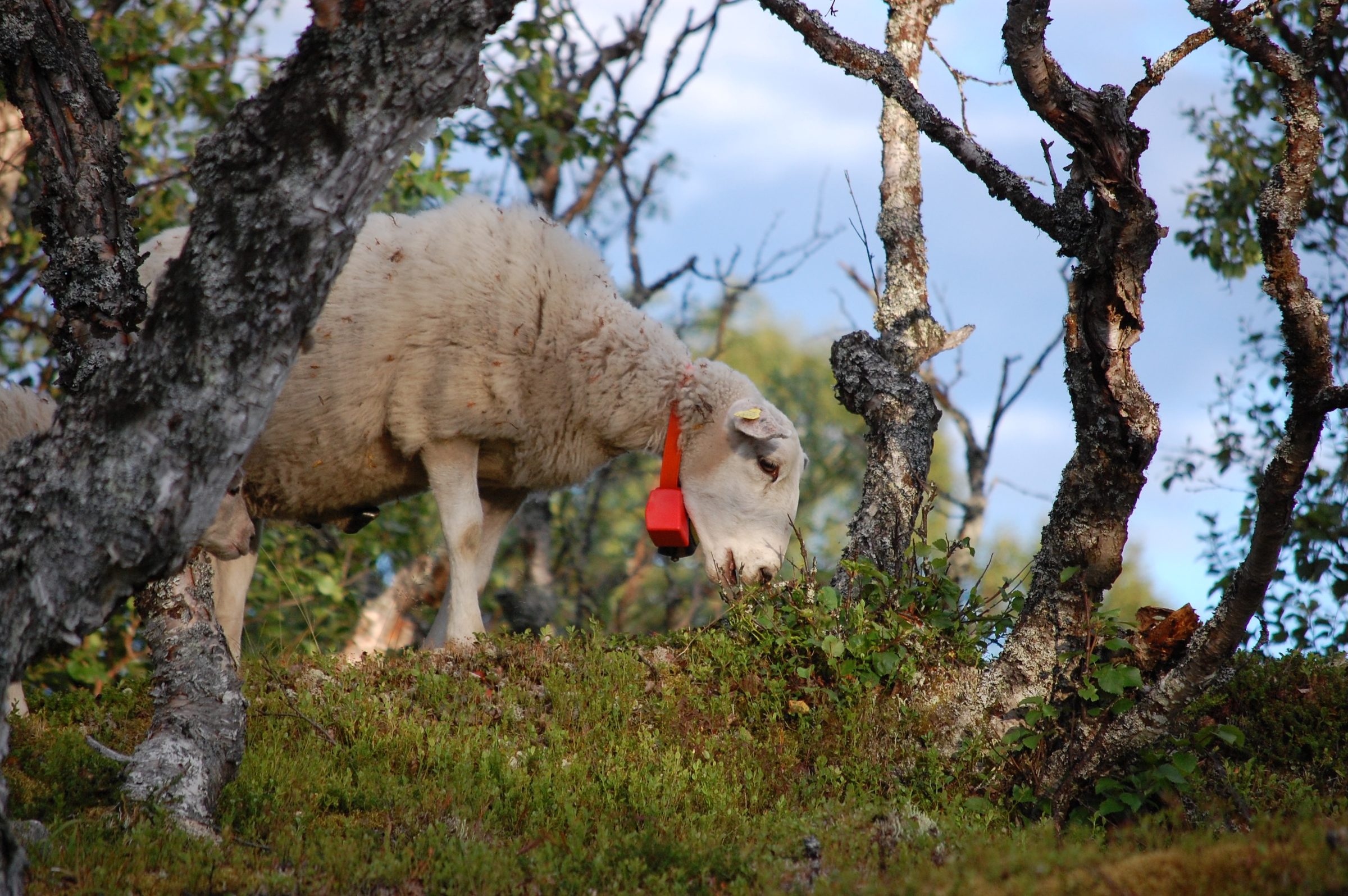 Sheep with red e-bell grazing in the birch forest