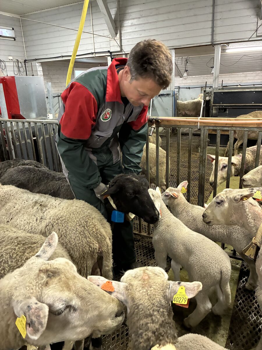 Stig Rune Stai with lambs in the barn
