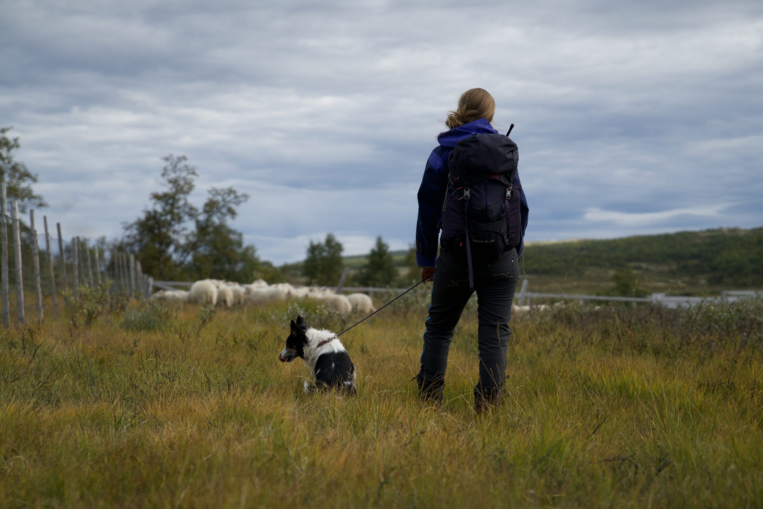 Sheep on open grazing land at dusk